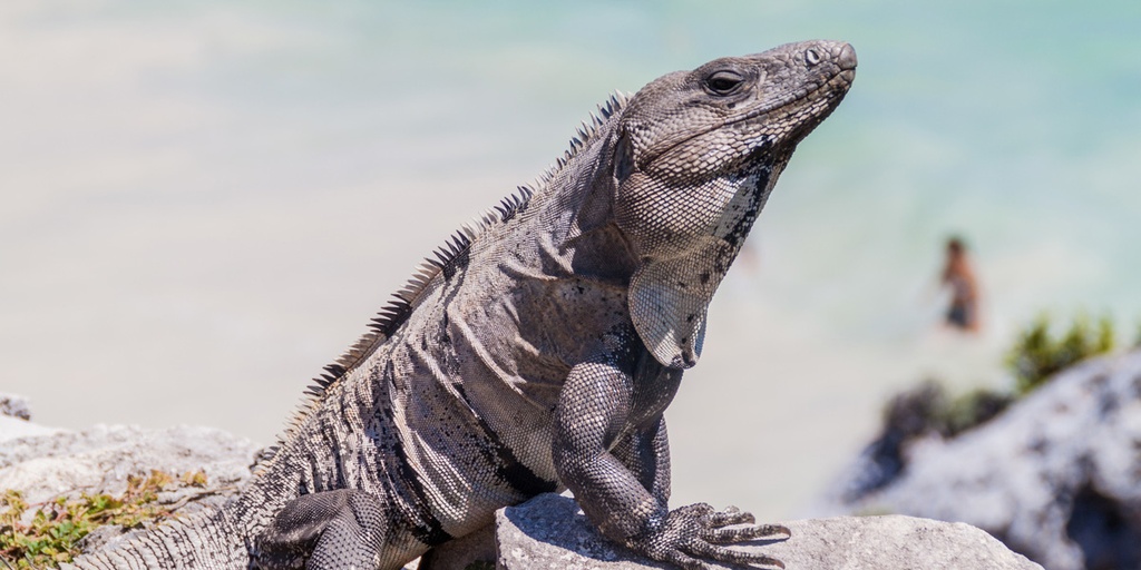 LDS Tour 23. Tulum Ruins and Yalku Lagoon Akumal - Image 8