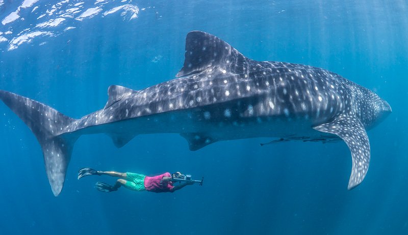 LDS Tour 26. Swim with the Whale Sharks - Image 2