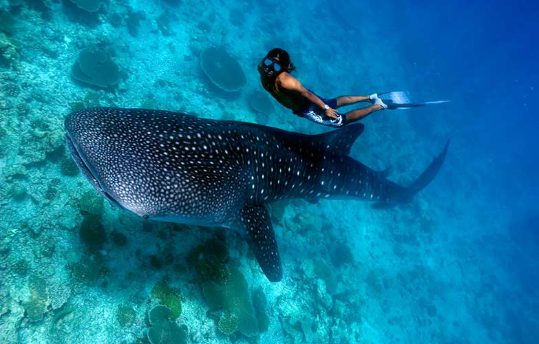 LDS Tour 26. Swim with the Whale Sharks - Image 3