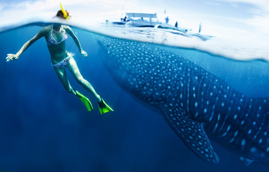 LDS Tour 26. Swim with the Whale Sharks - Image 4
