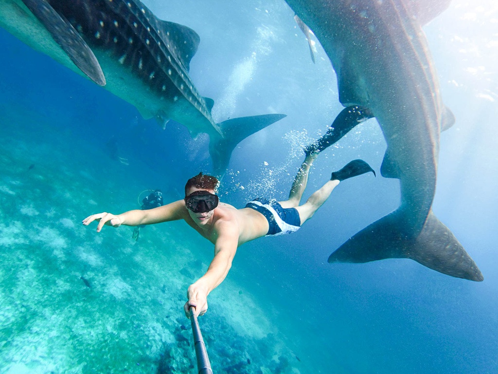 LDS Tour 26. Swim with the Whale Sharks - Image 5