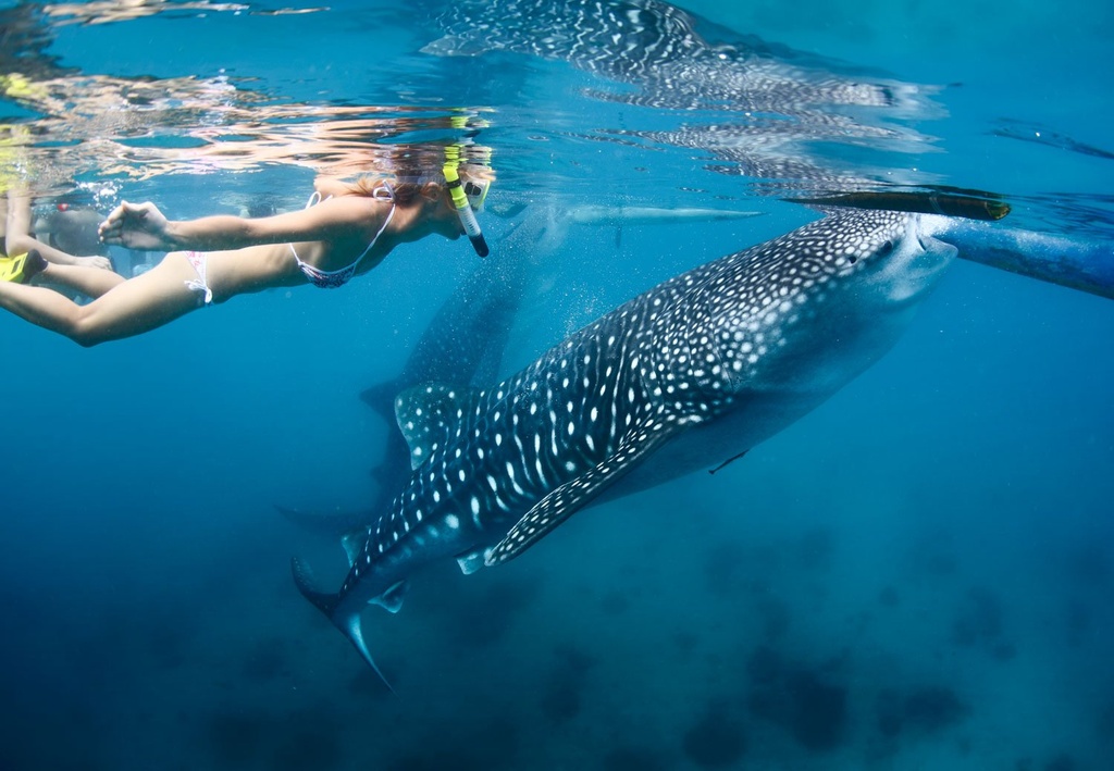 LDS Tour 26. Swim with the Whale Sharks - Image 6