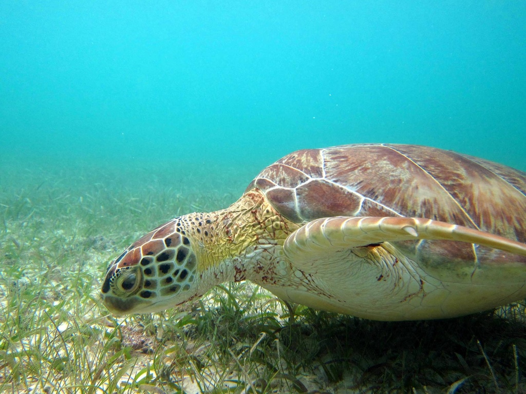 LDS Tour 6. Tulum Ruins and Sea Turtle Snorkel at Akumal Bay - Image 2