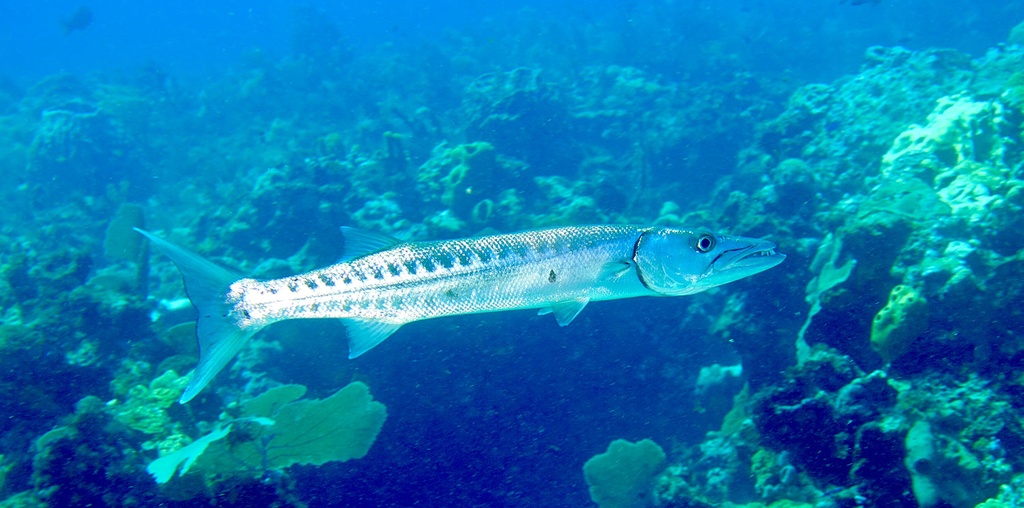 Tour 28. Cancun-The MUSA & Isla Mujeres Scuba Diving - Image 4
