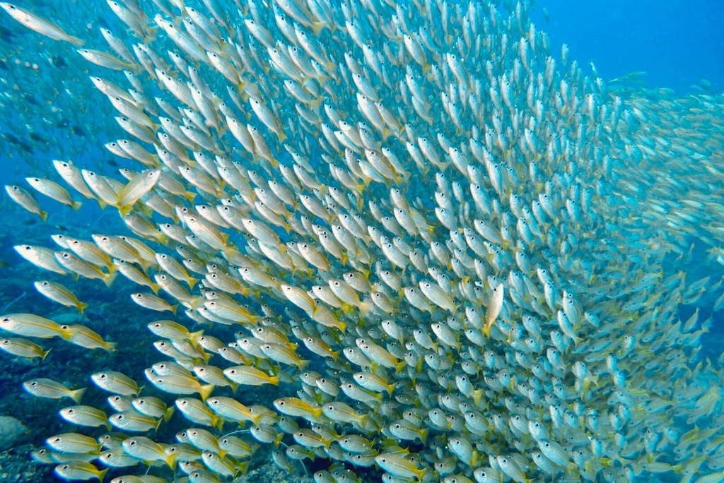 Tour 28. Cancun-The MUSA & Isla Mujeres Scuba Diving - Image 5