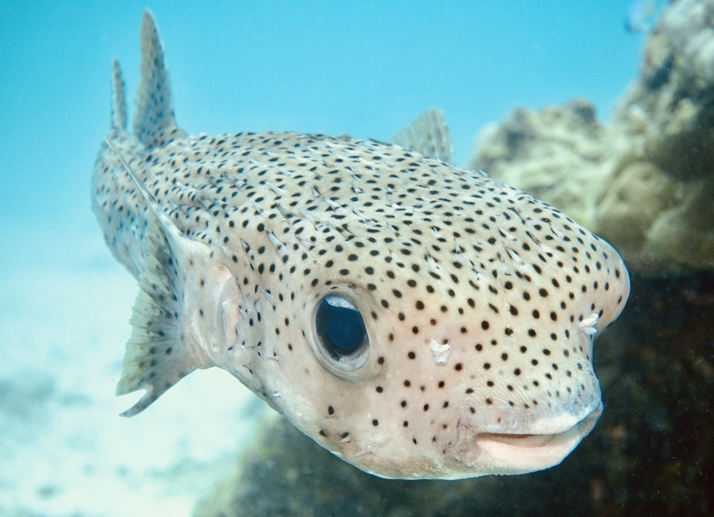Tour 28. Cancun-The MUSA & Isla Mujeres Scuba Diving - Image 6