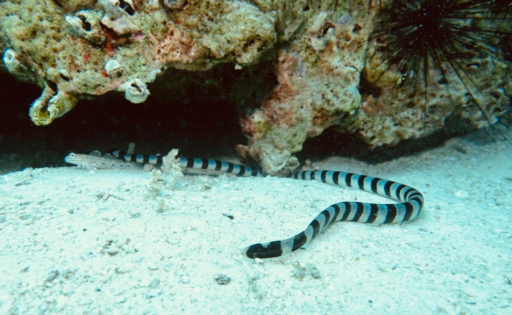 Tour 28. Cancun-The MUSA & Isla Mujeres Scuba Diving - Image 7