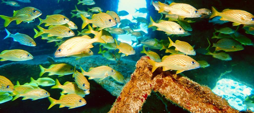 Tour 28. Cancun-The MUSA & Isla Mujeres Scuba Diving - Image 8