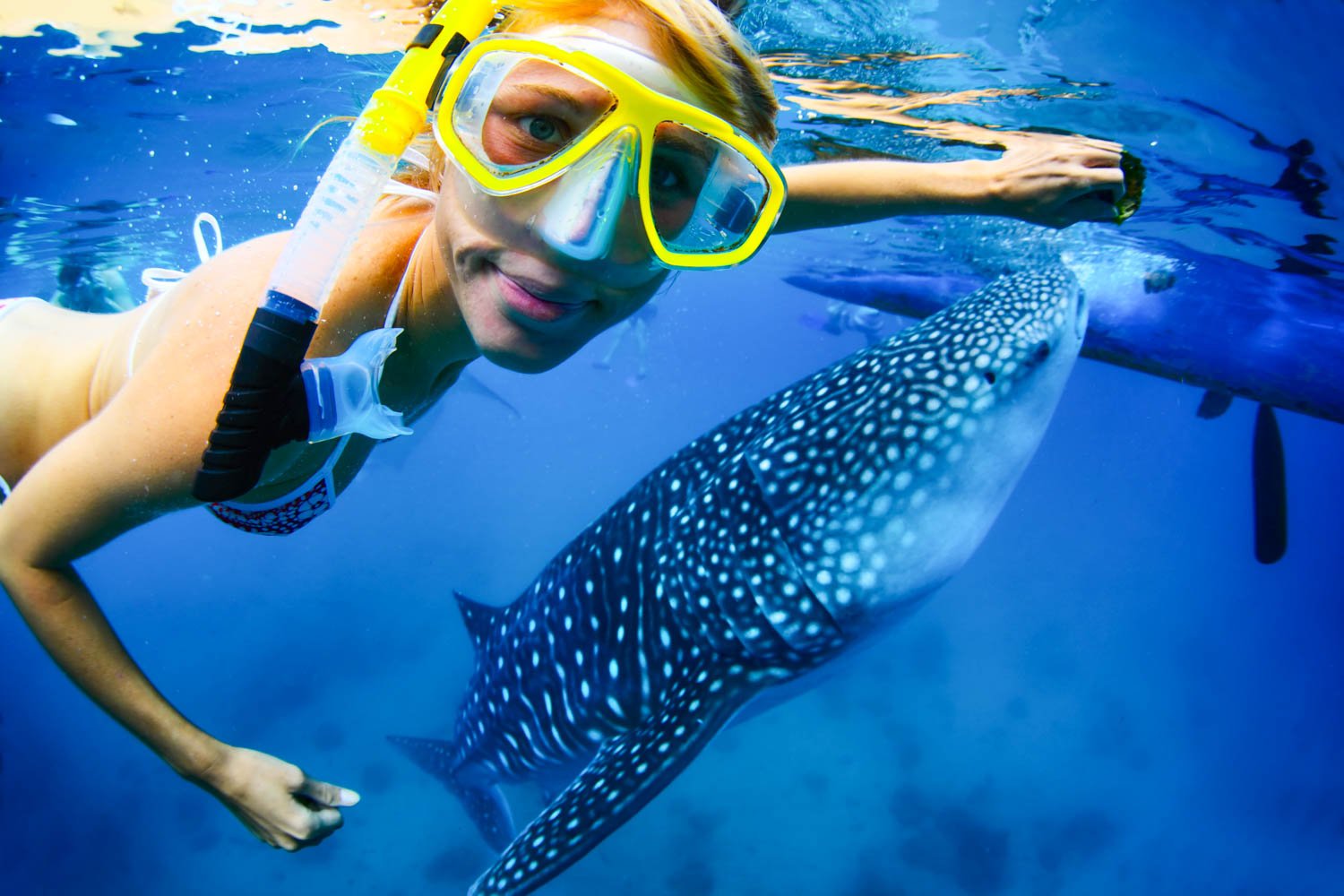 LDS Tour 26. Swim with the Whale Sharks - Image 1