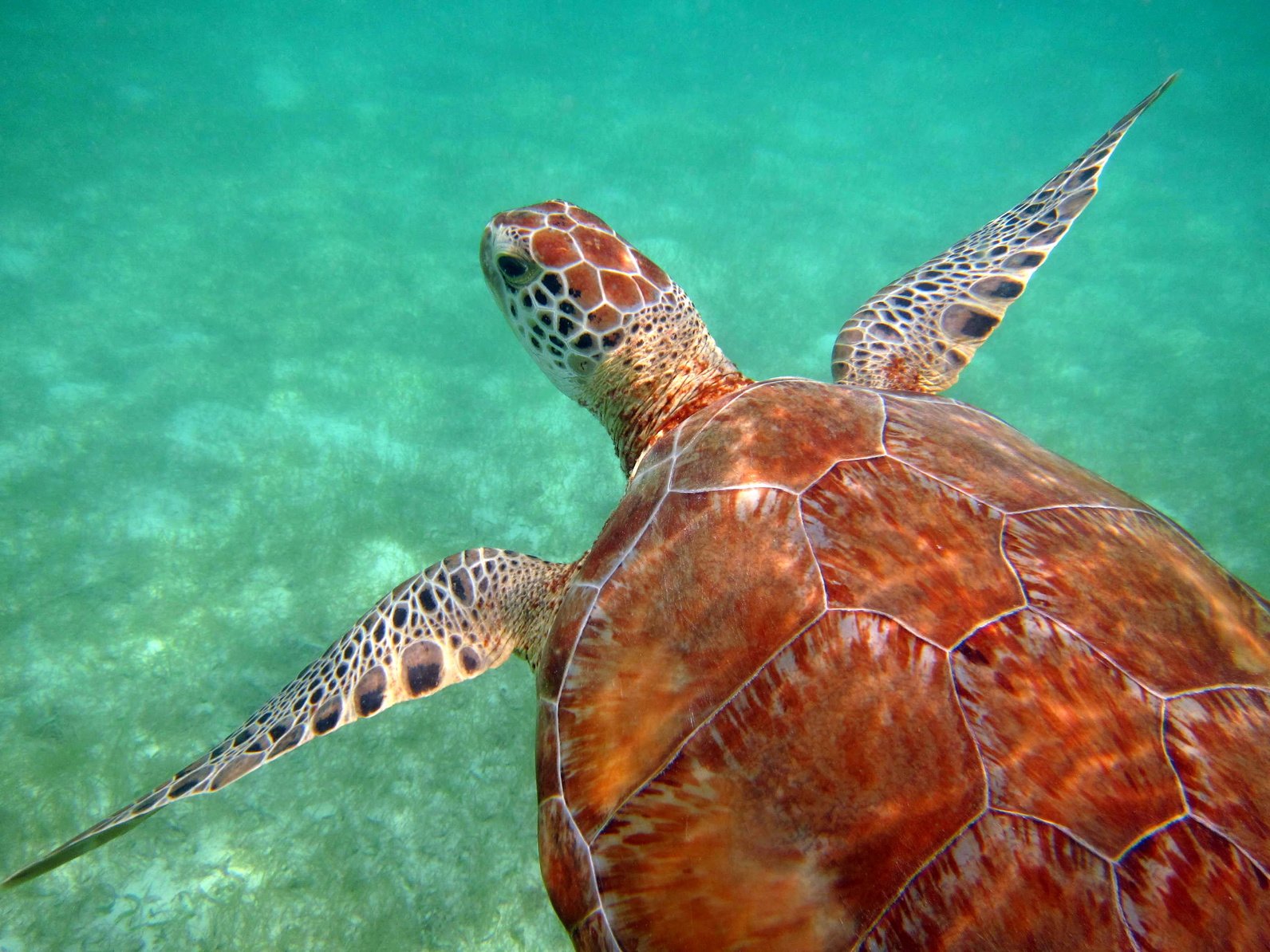 LDS Tour 6. Tulum Ruins and Sea Turtle Snorkel at Akumal Bay - Image 1